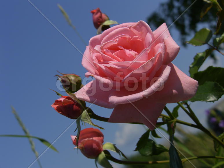 Роза на фоне синего неба