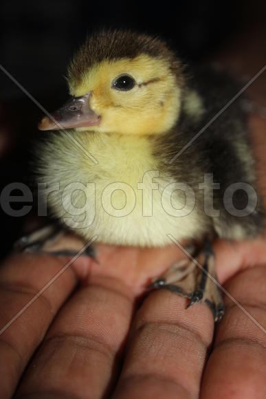 Жёлтое счастье