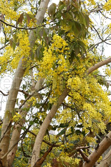 Желтая красавица