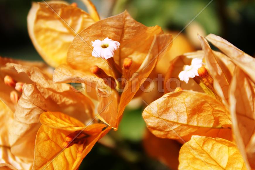 Золотой цветок