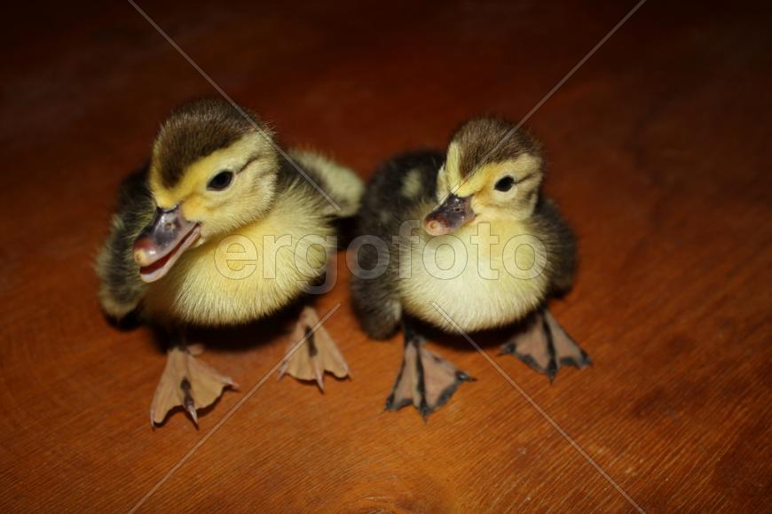 Куда смотреть?