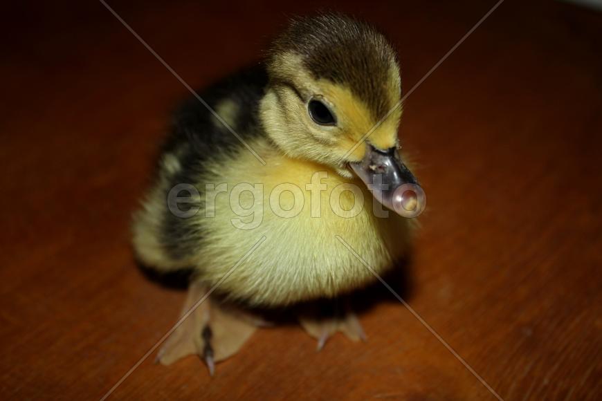 Первые шаги