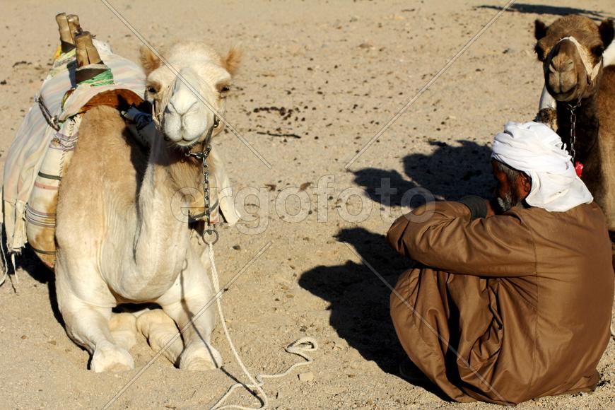 Корабли пустыни