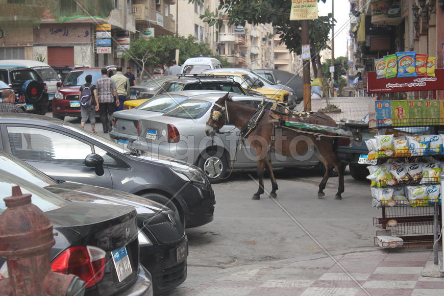 Гужевой транспорт