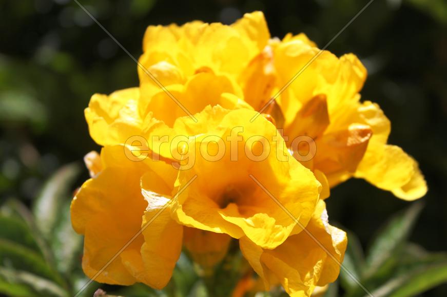 Желтые цветы