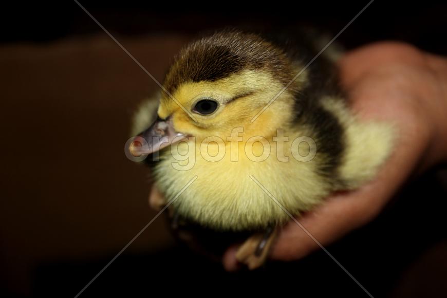 Утенок в руке