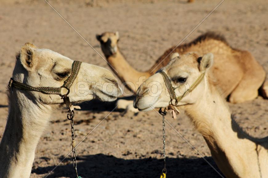 Верблюжья любовь