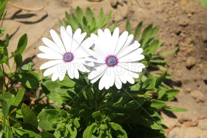 Белые сестренки