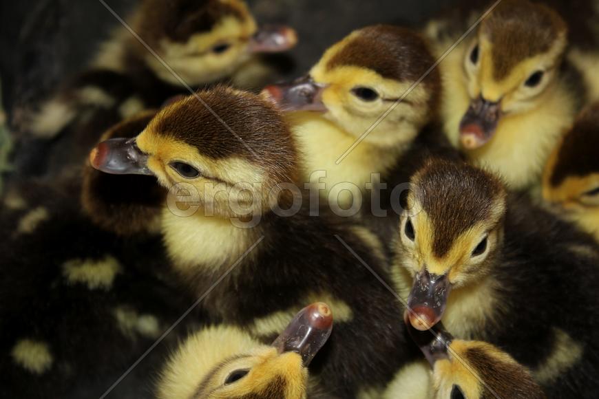 Утиные головки