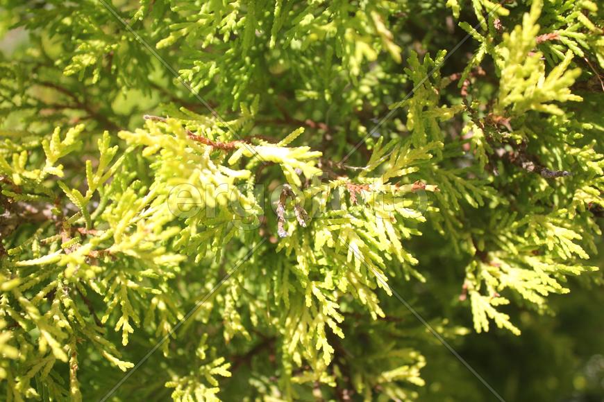 Солнечная хвоюшка