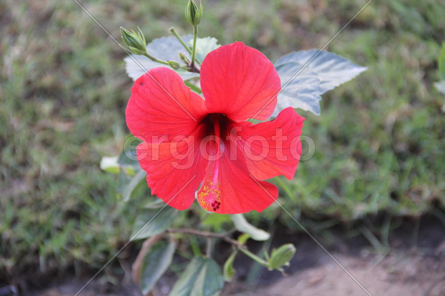 Цветок гибискуса