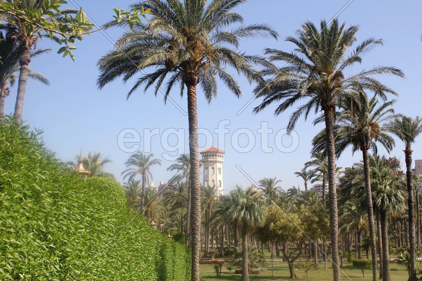 Пальмо-роща