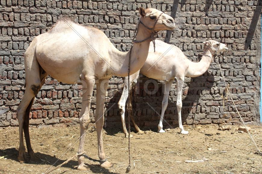 Верблюжата