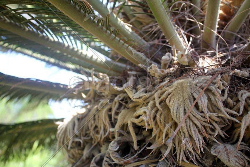 Пальма на расстоянии поцелуя