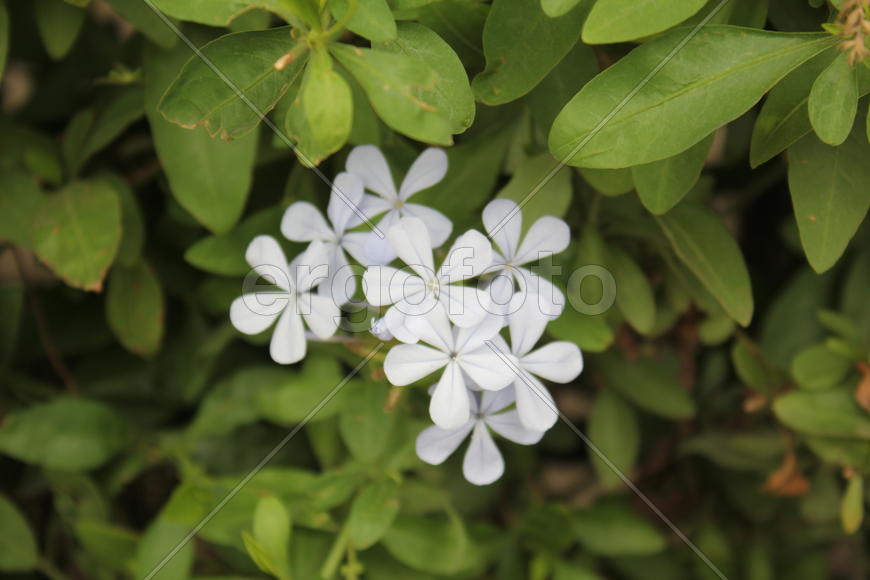 Белые цветочки