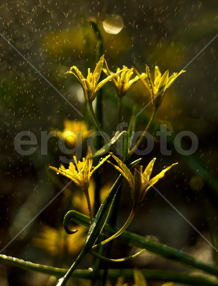 Первоцветы