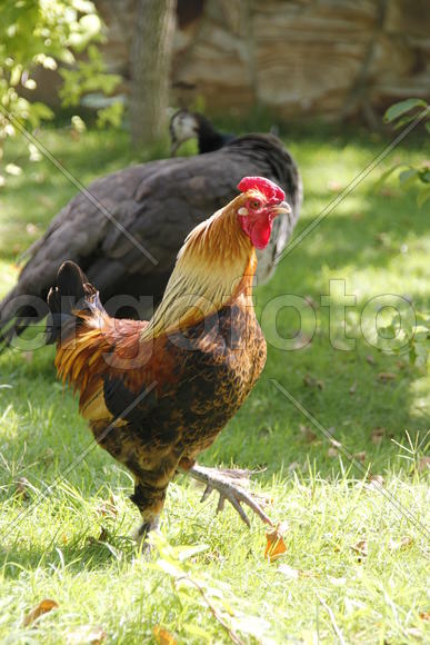 Шагающий петух