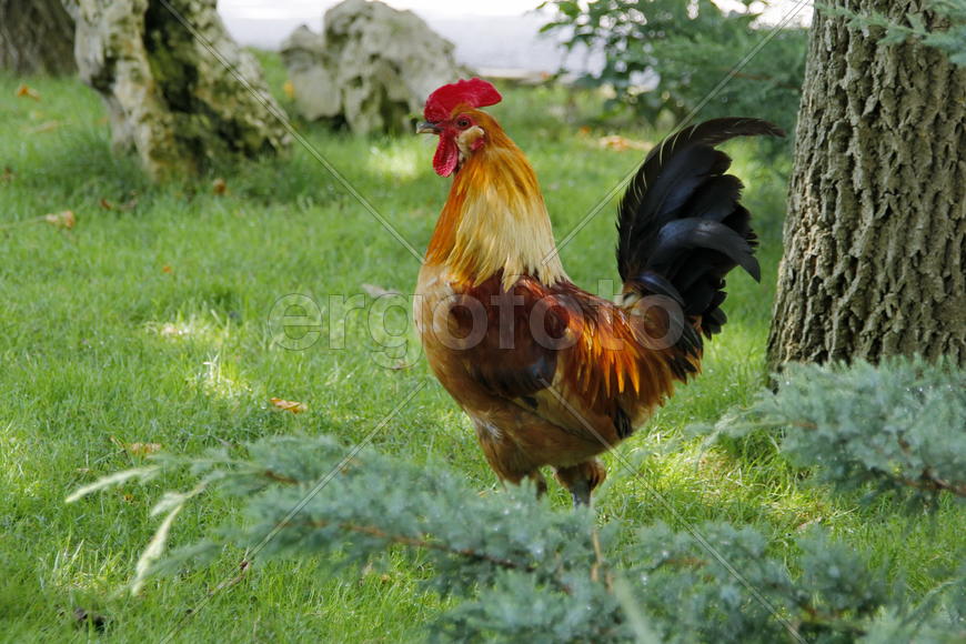 Красивый петух на поляне