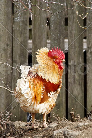 Рыжий петух на фоне забора