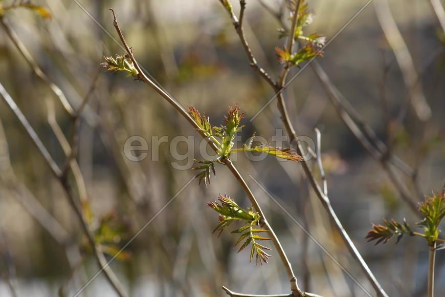 Молодая листва