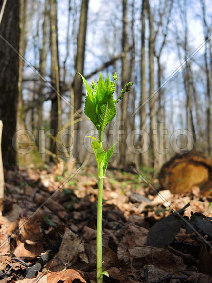 Молодой росток в парке весной