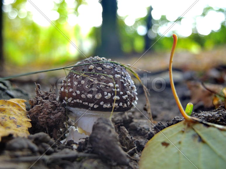 Коричневый гриб на фоне упавшей листвы 