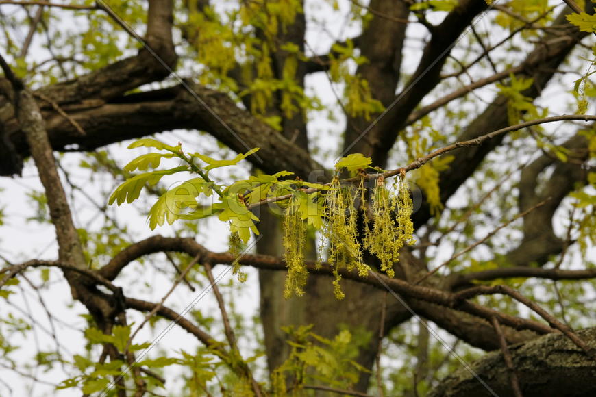 Цветущий дуб