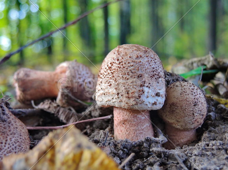 Белые грибы растущие на  земле 