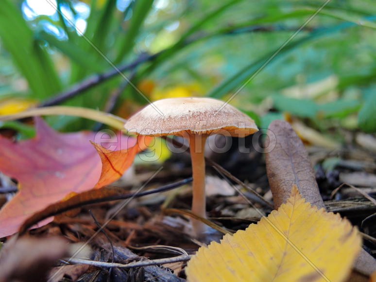 Белый гриб на фоне пожухшей листвы 