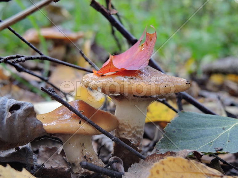 Алый листок дерева упавший на шляпку лесного гриба 