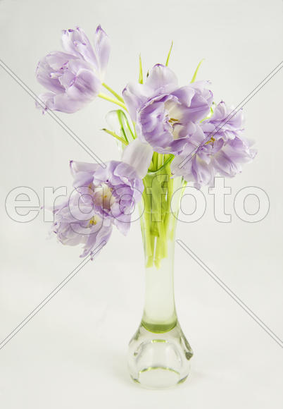 Букет розовых тюльпанов в стеклянной вазе на светлом фоне