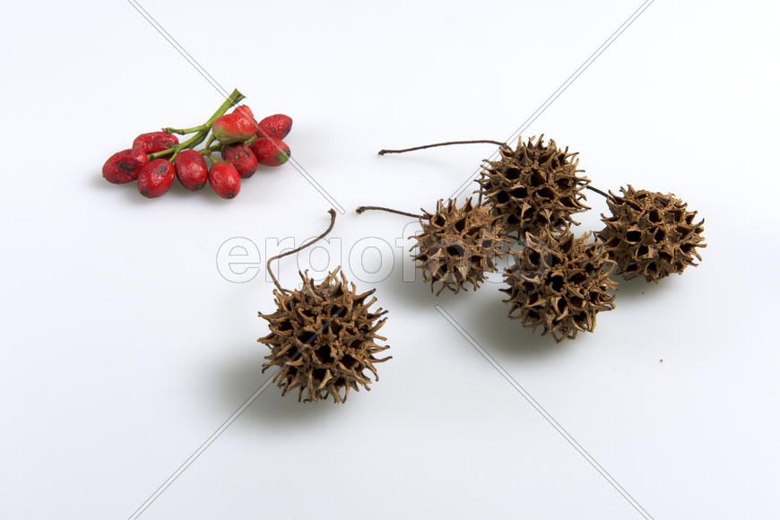 Ликвидамбар и аукуба