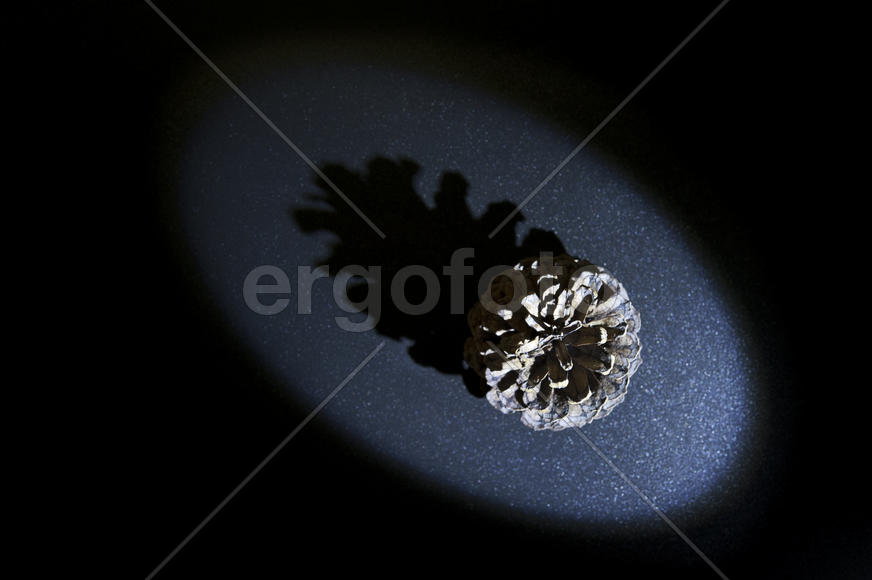 Шишка в луче света