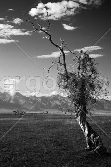 В Баргузинской долине, Республика Бурятия, Россия