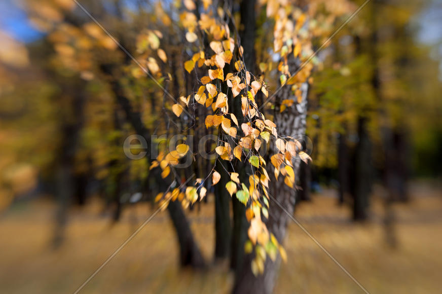 Березовые листья осенью на фоне осенних деревьев