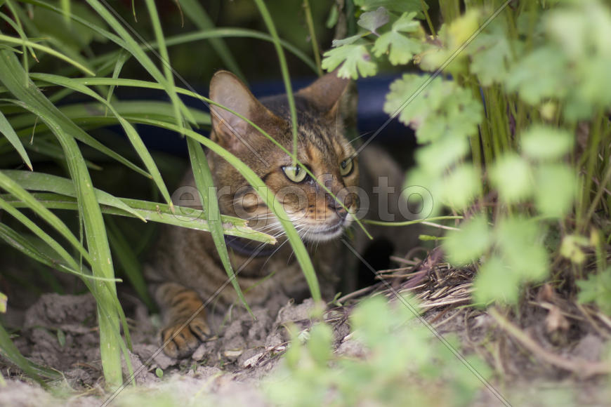 Кот "Крузенштерн" (Крузер)