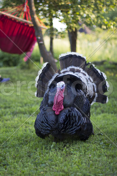 Индюк "Проша"