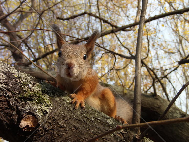 Любопытство