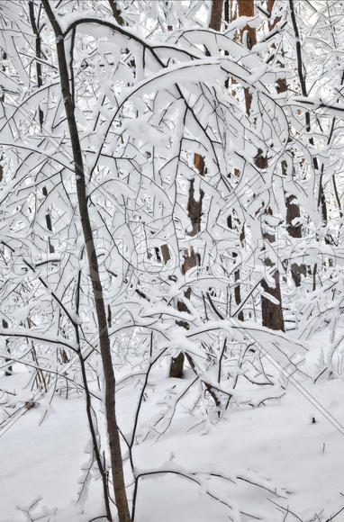 Снежное кружево