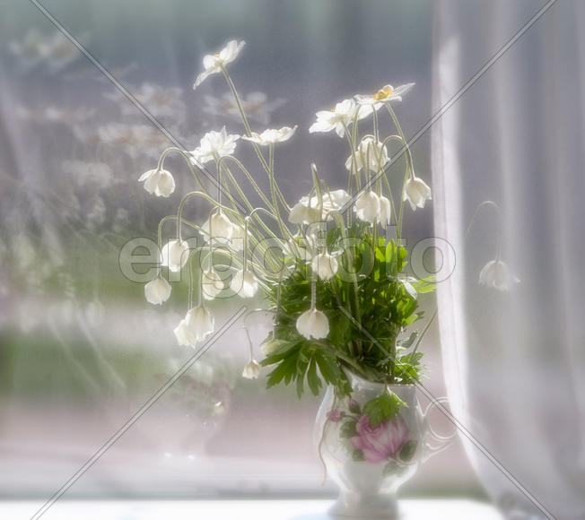 Первоцветы