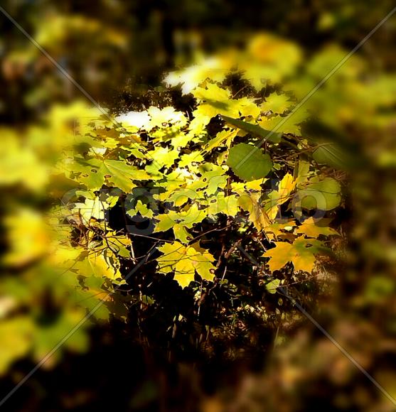 Осенний лес