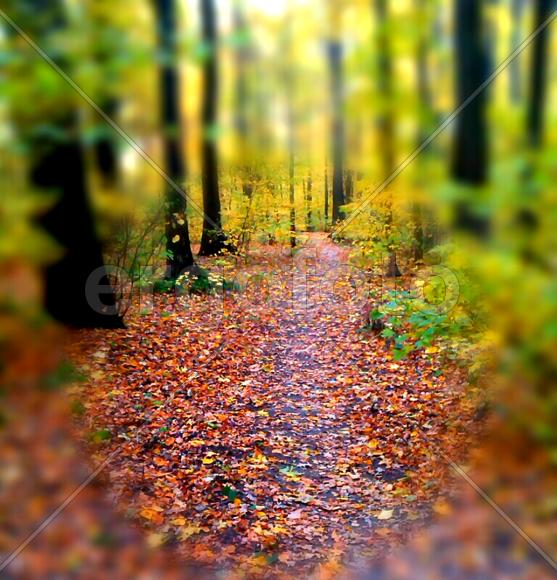 Осенний лес