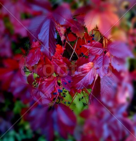 Осенний лес