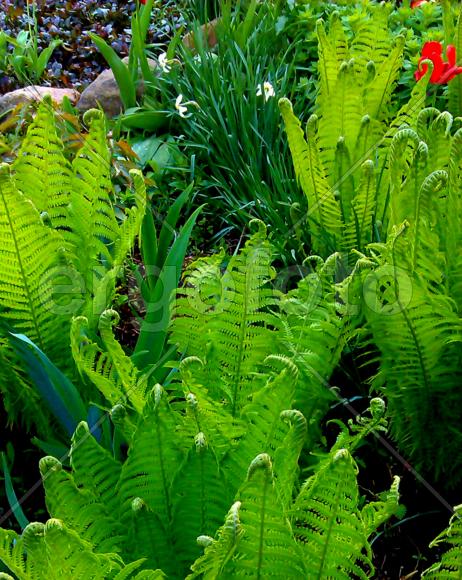 Папоротниковые