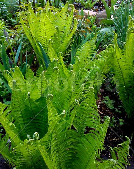 Папоротниковые