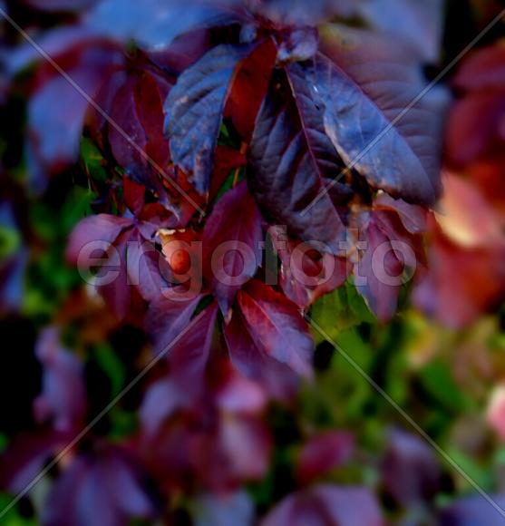 Осенний лес