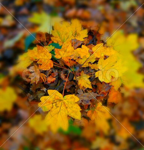 Осенний лес