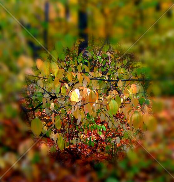 Осенний лес