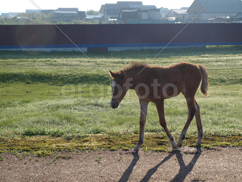 Жеребенок