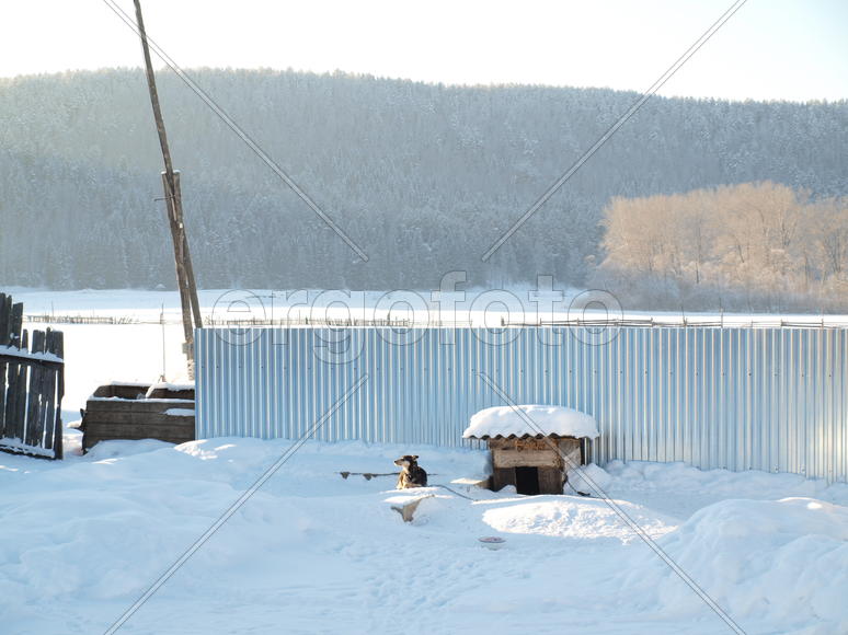 Собака у будки